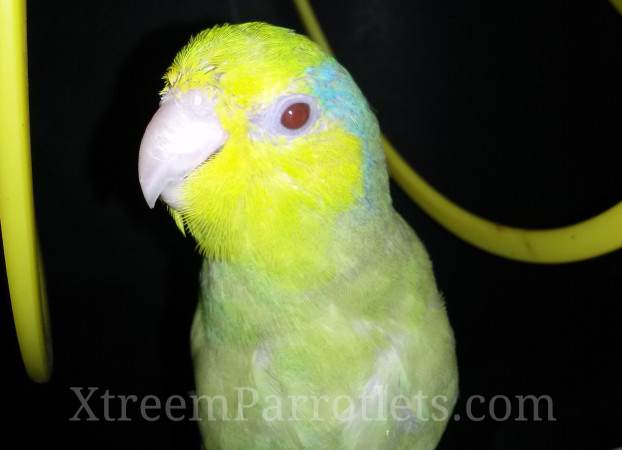 Green Fallow Gene Parrotlets