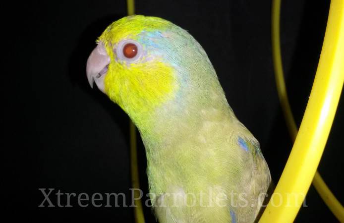 Green Fallow Parrotlets