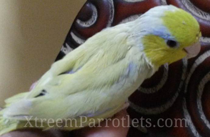 Rainer-Ehrhardt-american-yellow-parrotlet