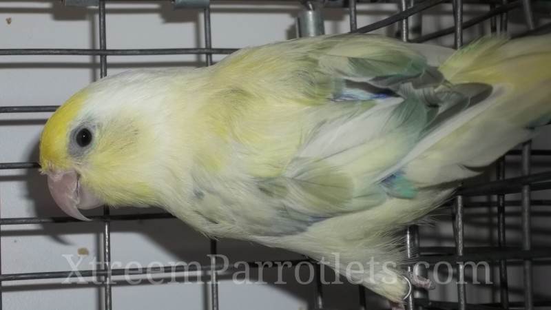 Turquoise Pied Parrotlet Single