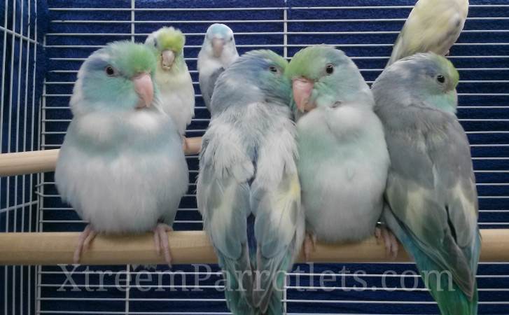 Turquoise Pied Parrotlet