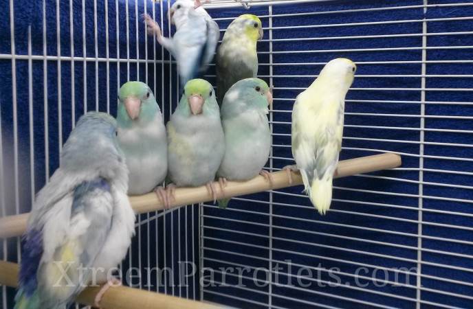 Turquoise Pied Parrotlet (View10) 