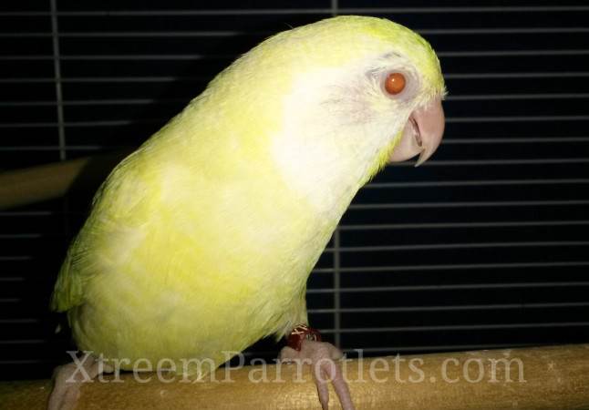 Xtreem Parrotlet Bird