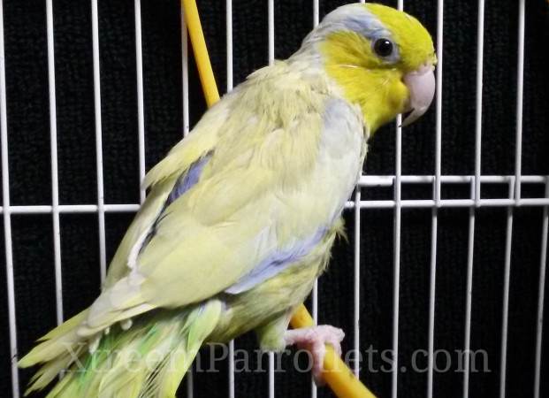 american-yellow-parrotlet