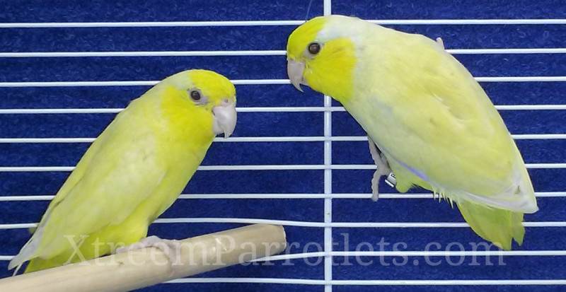 Parrotlet