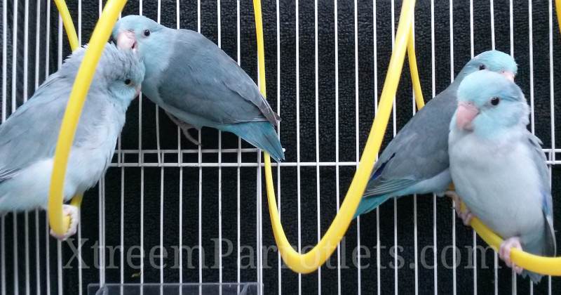 beautiful-group-blue-parrotlets