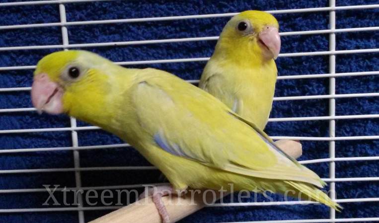 beautiful-pair-yellow-parrotlets