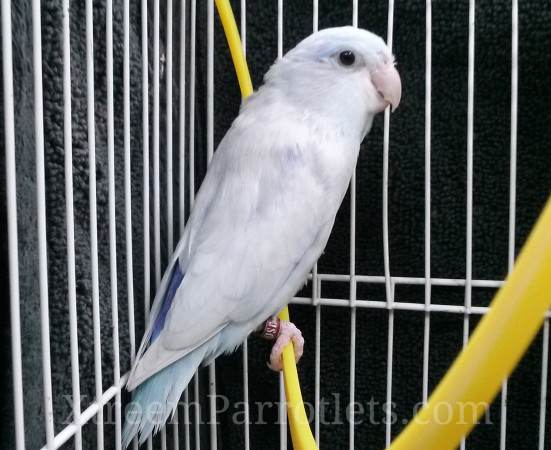 beautiful-white-parrotlet-for-sale