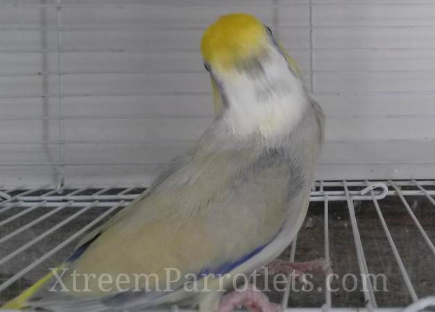 blue-fallow-turq-pied-parrotlet