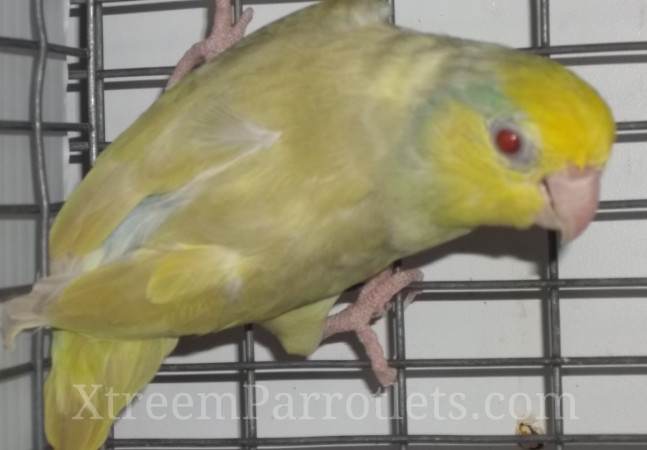 blue-fallow-turquoise-pied-for-sale