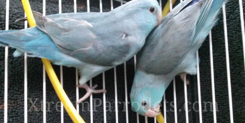 blue-parrotlets-for-sale