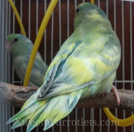 Rare Turquoise Marbled Yellow Pied