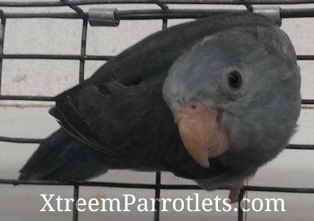 Dark Factor Parrotlet