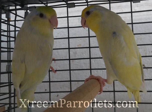 Dilute Turquoise Parrotlets