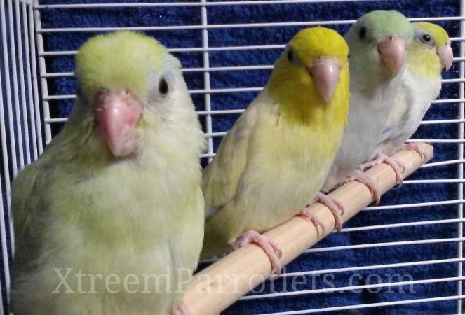 dilute-turquoise-parrotlet-birds-for-sale