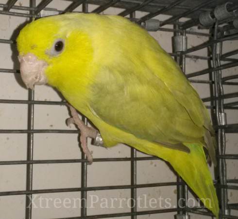 European Yellow Pastel Parrotlets