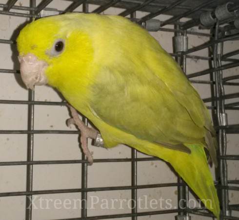 European Yellow Pastel Parrotlets