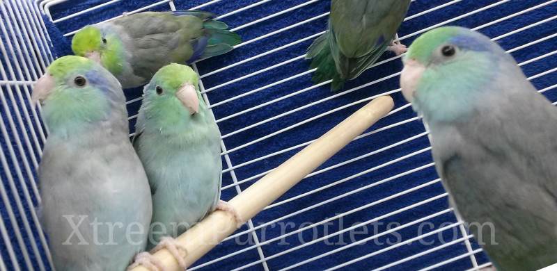 Turquois Parrotlets