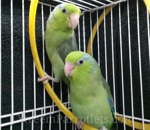 green-parrotlet-mates