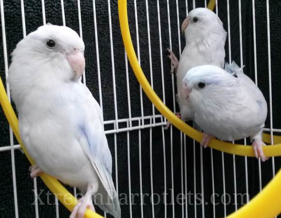 group-of-rare-white-parrotlets