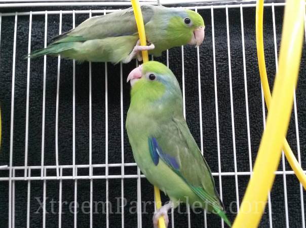male-and-female-green-parrotlet