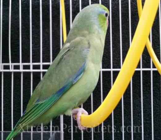 male-green-parrotlet