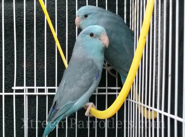 pair-of-blue-parrotlets