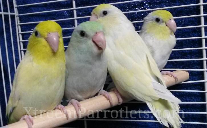 rare-dilute-turquoise-parrotlets-for-sale