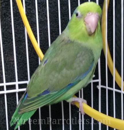 rare-green-parrotlet