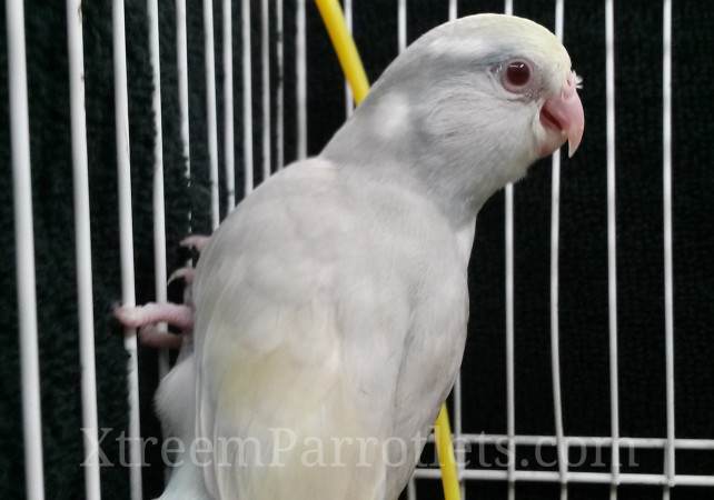 Rare Silver Cinnamon Turquoise Fallow Pied parrotlets