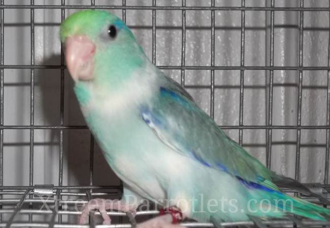 rare-turq-pied-parrotlet