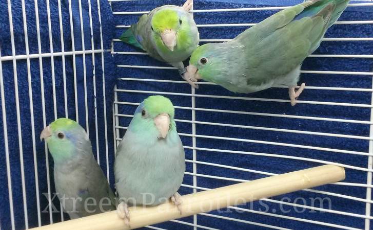 Rare Turquoise Parrotlets