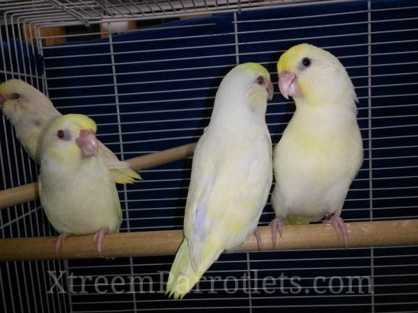 Rare White Fallow Creamino Parrotlets