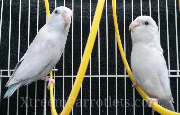 rare-white-parrotlets-xtreem-parrotlets