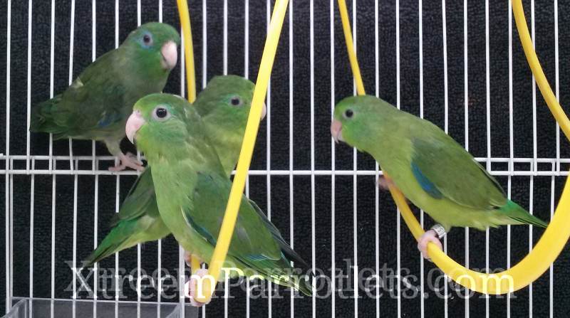 spectacled parrotlets group2