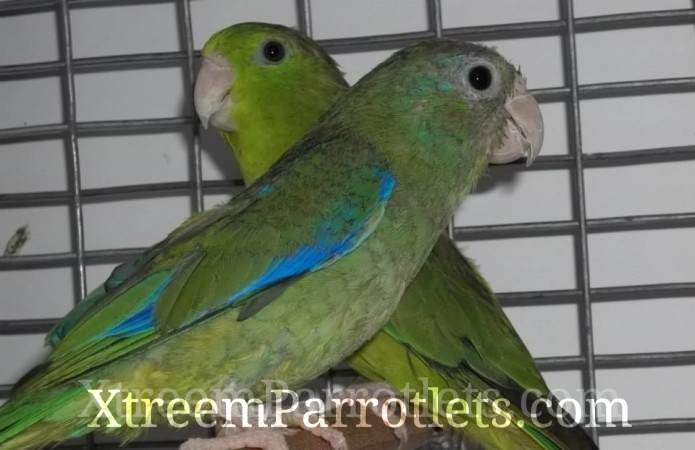 Bonded Pair of Spectacled Parrotlets