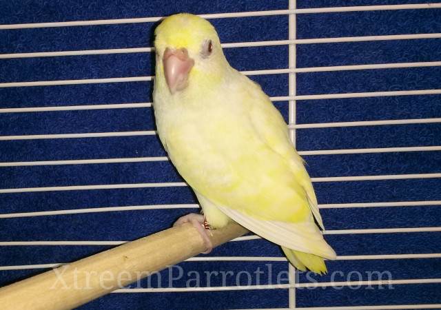 The Creamino Parrotlet