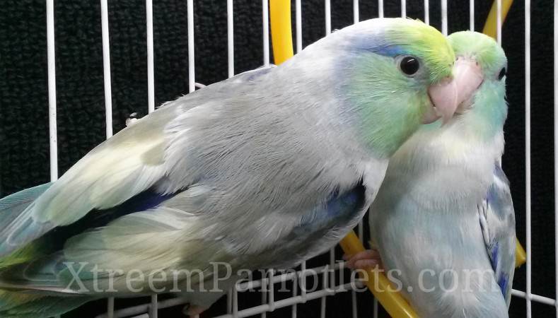 turq-pied-parrotlet-pair