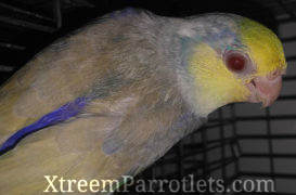Turquoise Fallow Pied Parrotlets