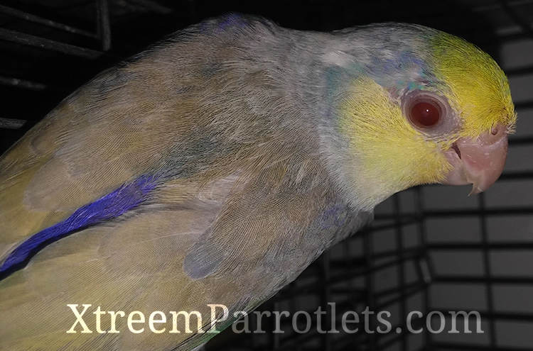 parrotlet for sale near me