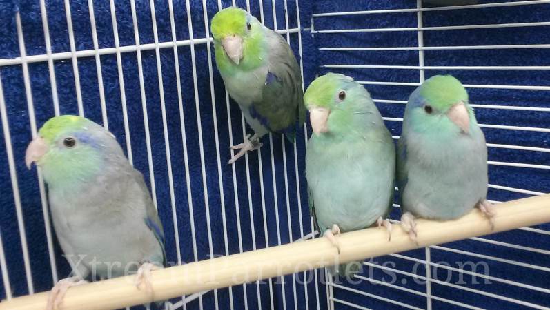 turquoise-green-head-parrotlet-for-sale