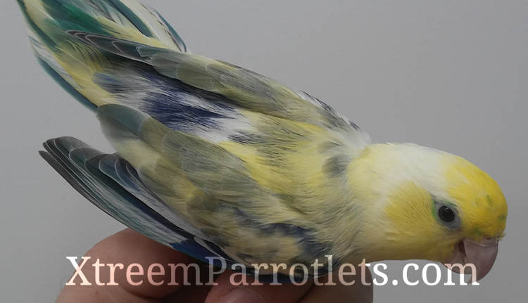Turquoise Yellow Pied Parrotlet