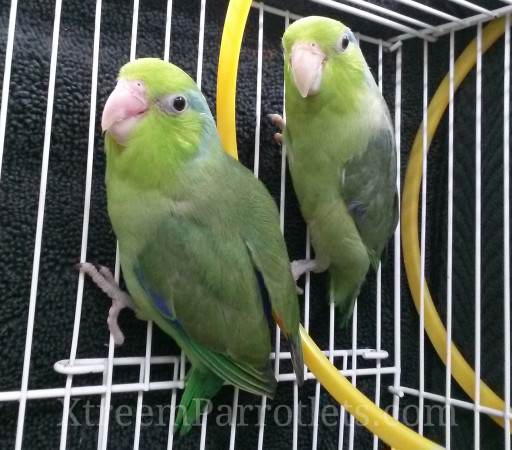two-bonded-pair-parrotlets