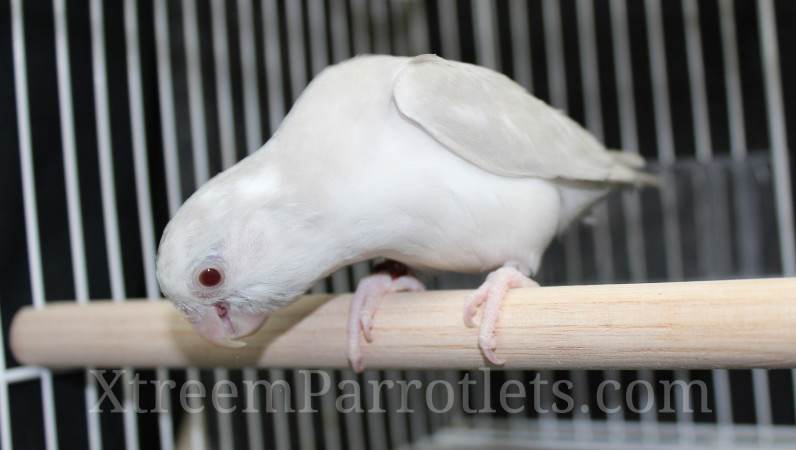 Silver Cinnamon Fallow Pied Parrotlet