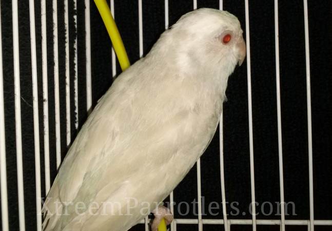 Silver Cinnamon Fallow Pied parrotlet-bird-for-sale