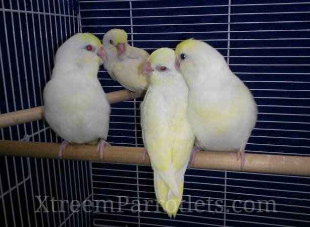 White Fallow Creamino Parrotlets