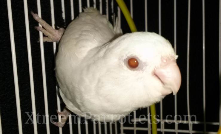 white-fallow-parrotlet