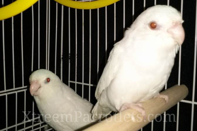 white-fallow-parrotlet-birds-for-sale