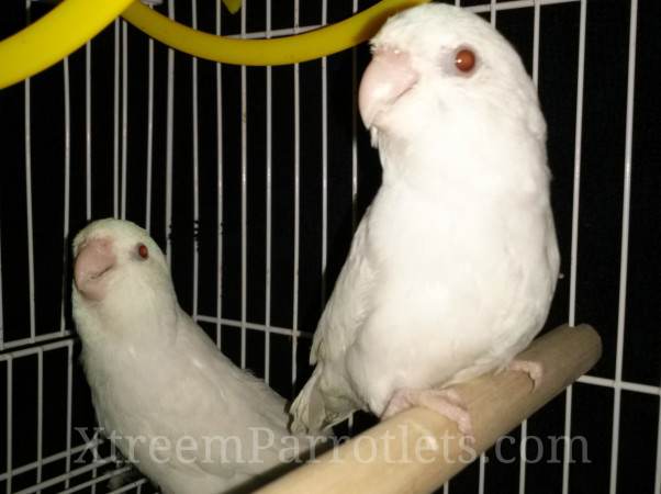 white-fallow-parrotlets-for-sale