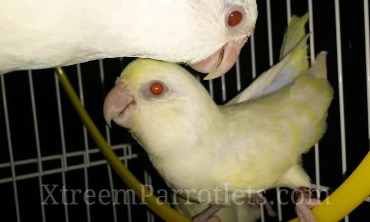 white-fallow-turquoise-pied-birds-for-sale